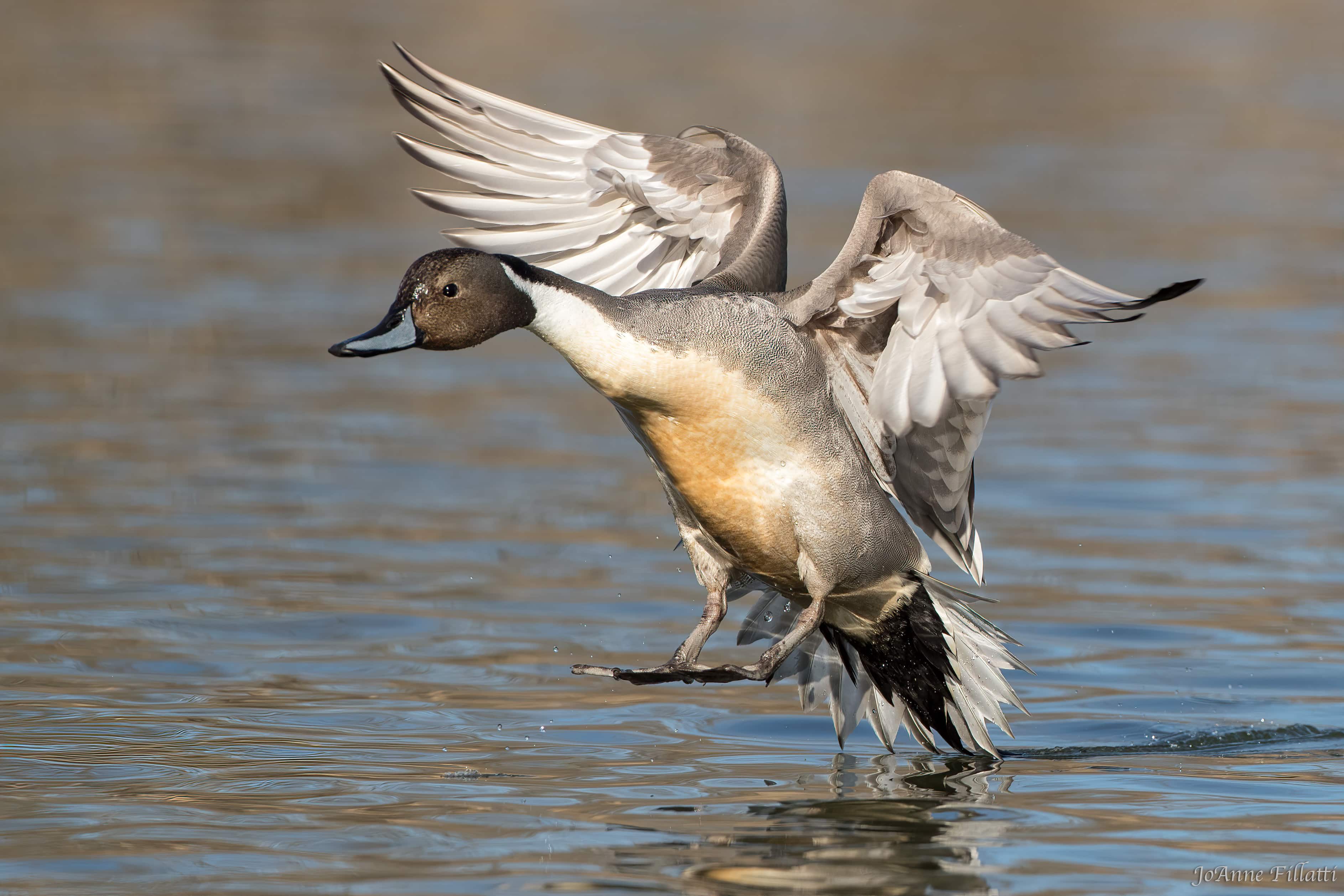 bird of british columbia image 30